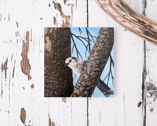 Gray Jay Greeting Card - Fine Art Note Card