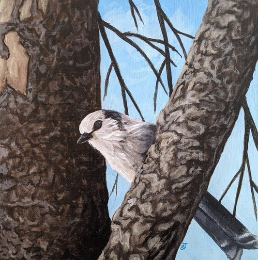 Gray Jay Note Card - Greeting Card - Blank Inside