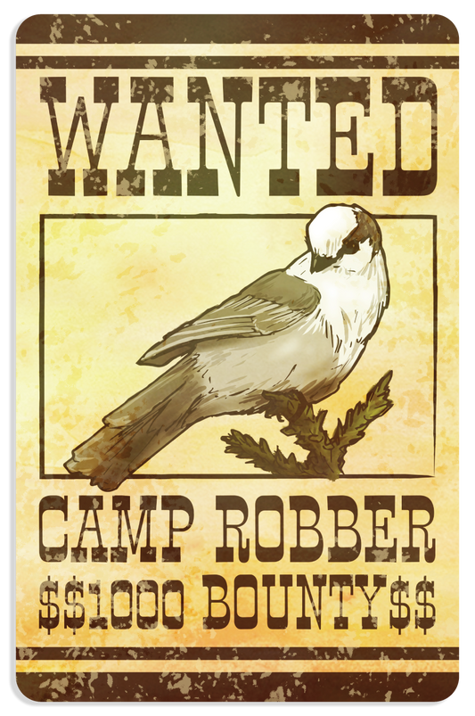 Camp Robber Sticker - Gray Jay or Canada Jay Decal