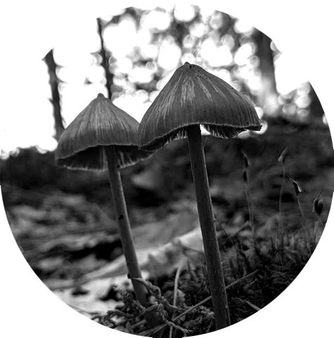 Black and white circular photograph of two slender mushrooms growing from a forest floor, softly lit with blurred trees in the background.