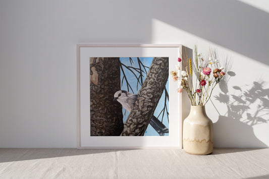 Gray Jay Print - Non-Archival Fine Art Prints - Wall Art