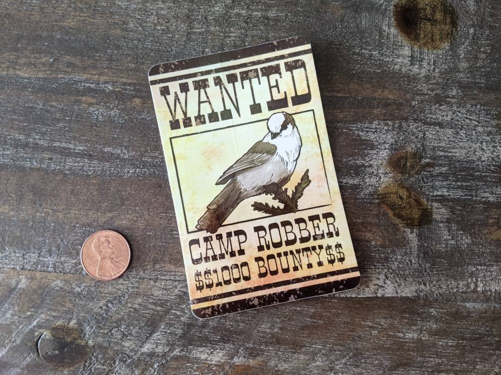 Camp Robber Sticker - Gray Jay or Canada Jay Decal